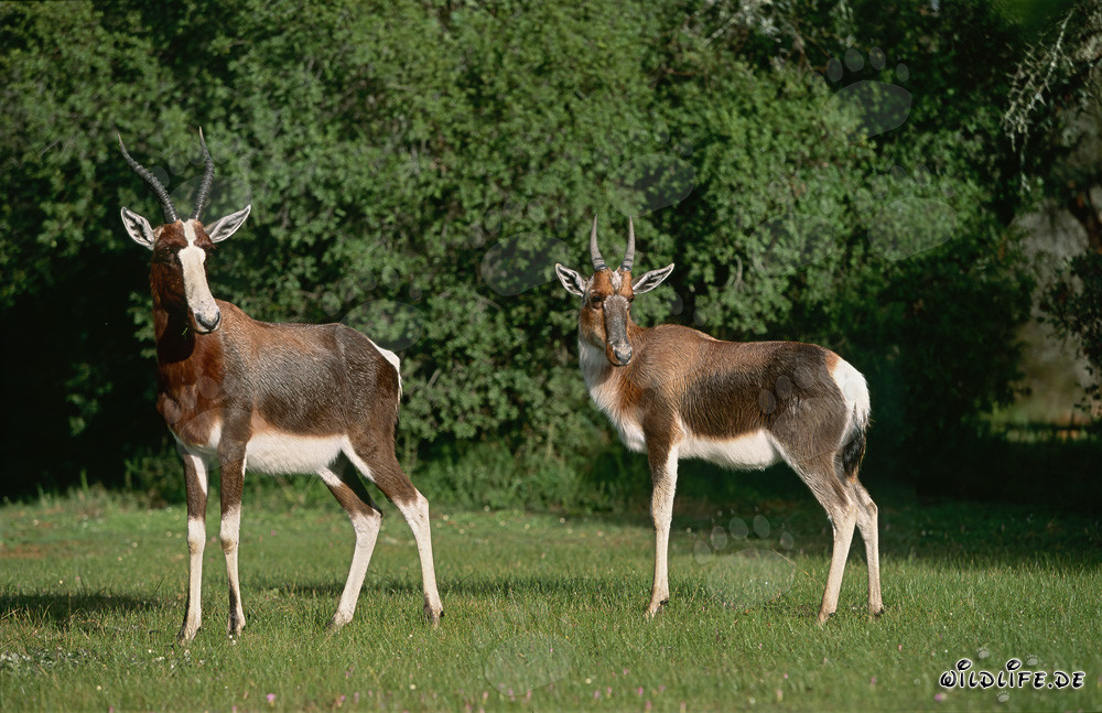 Antílopes Bontebok en la naturaleza