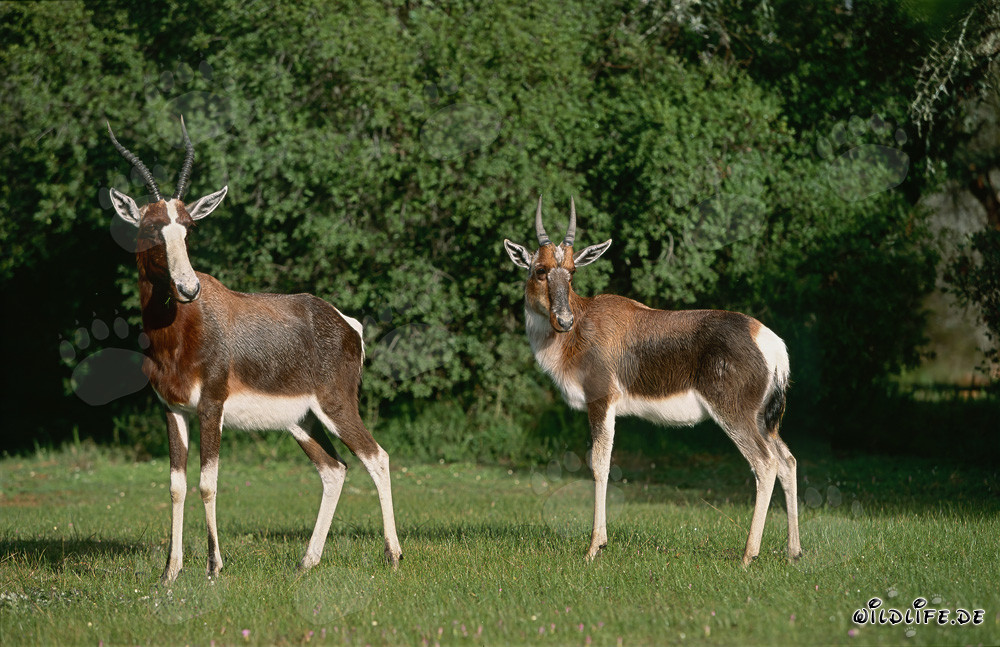 Antilopes Bontebok dans la nature
