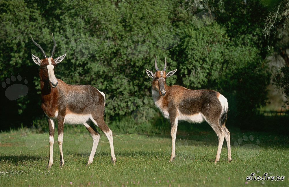 Antilopi Bontebok nella natura