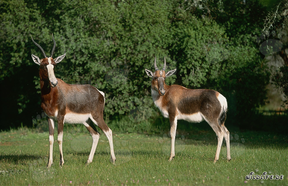 Buntbock Antilopen in der Natur