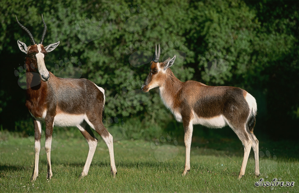 Due maestosi bontebok nella natura selvaggia del Sudafrica