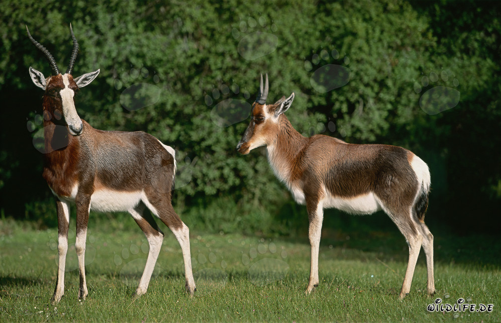 Dos majestuosos bonteboks en la naturaleza salvaje de Sudáfrica