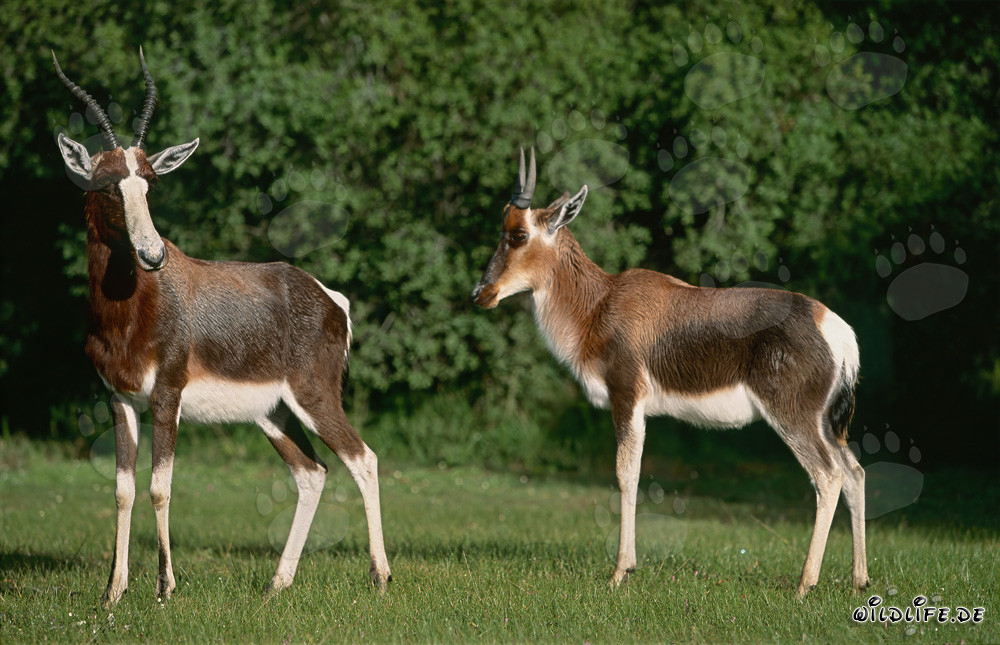 Deux magnifiques bonteboks dans la nature sauvage d'Afrique du Sud