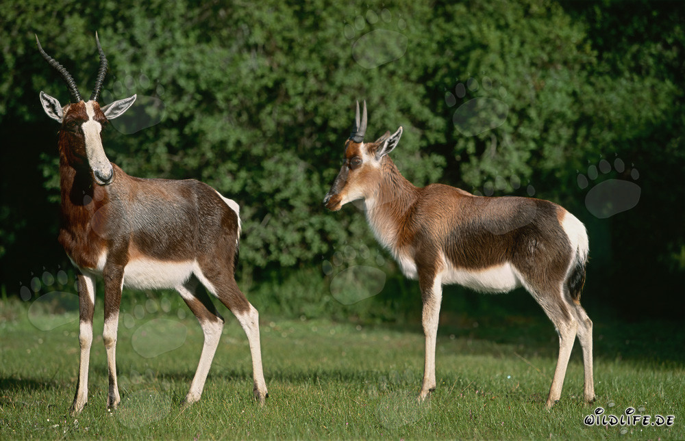 Two Majestic Bonteboks in the Wilderness of South Africa