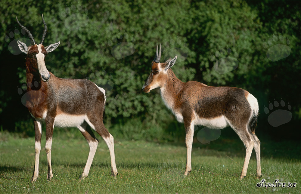 Zwei majestätische Buntböcke in der Wildnis Südafrikas
