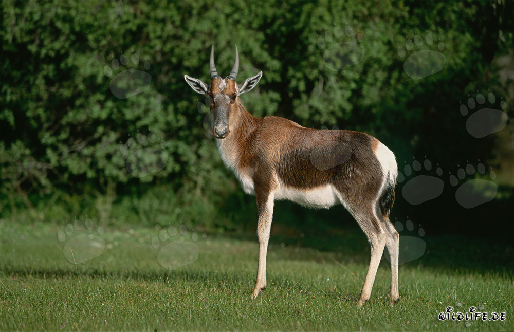 Buntbock en la sabana de Sudáfrica