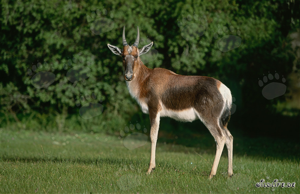 Buntbock nella savana sudafricana