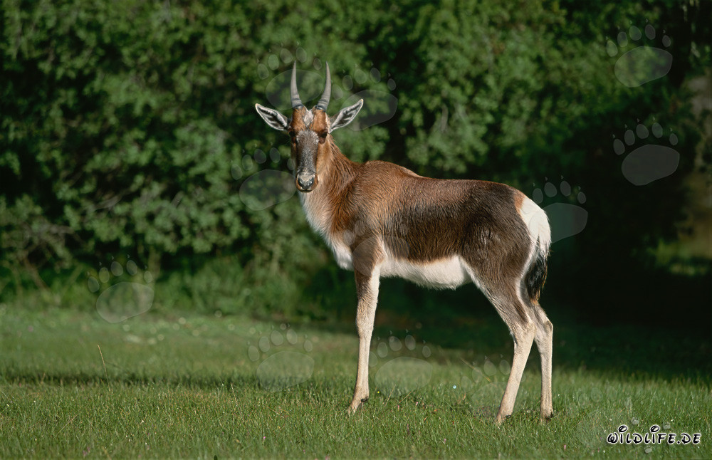 Buntbock dans la savane d'Afrique du Sud