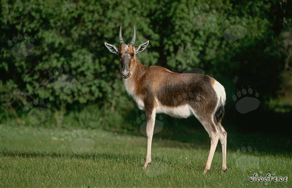 Buntbock in der Savanne Südafrikas