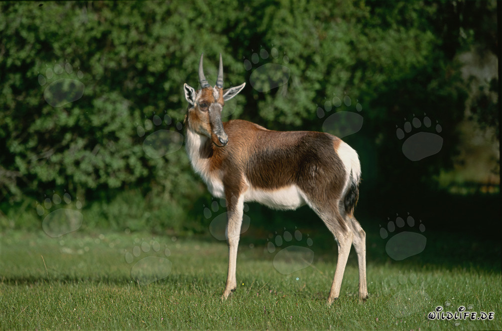 Bontebok - Majestic Pied Buck in the Wild