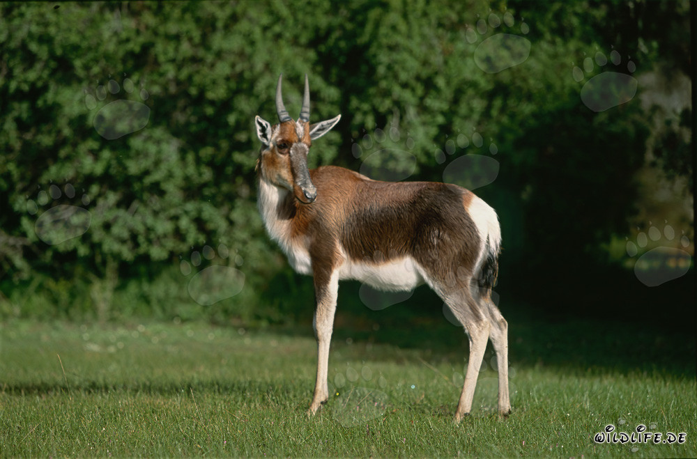 Buntbock - Maestoso Pied Buck nella natura