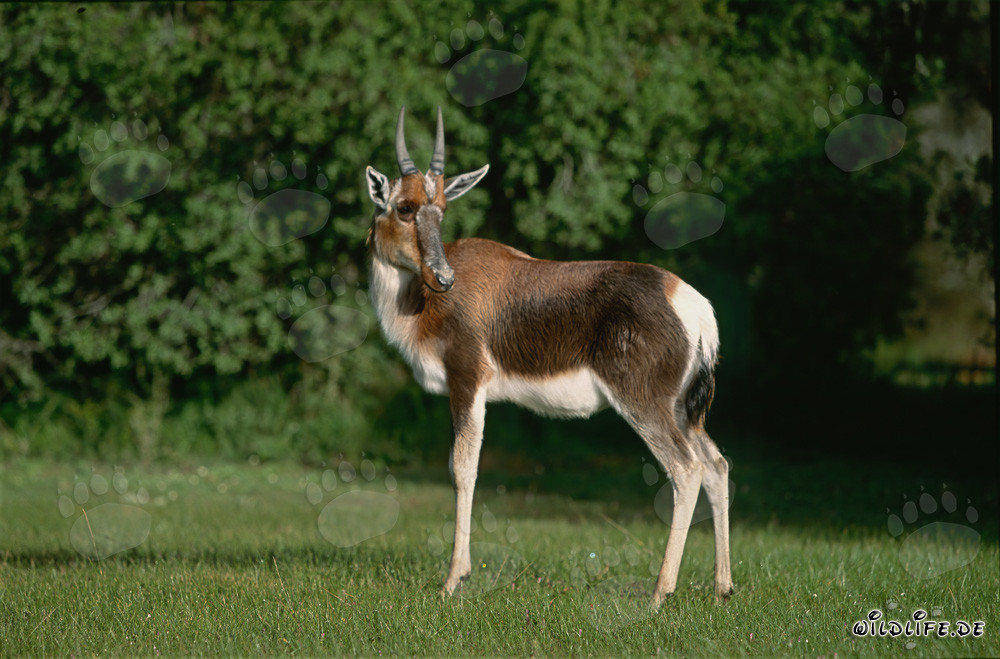 Buntbock - Majestätischer Pied Buck in der Natur