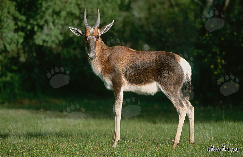 Bontebok from the side in Bontebok National Park, South Africa
