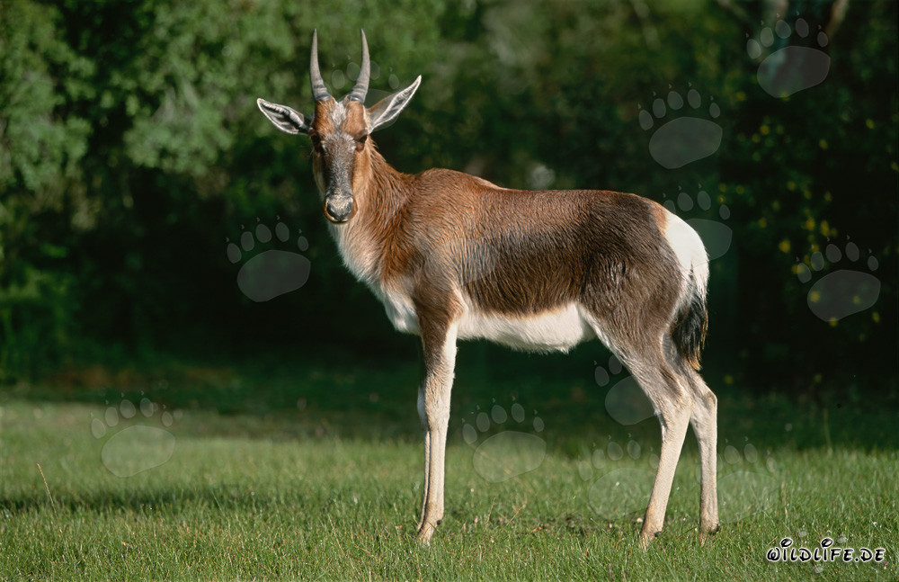 Perfil lateral de bontebok en el Parque Nacional de Bontebok, Sudáfrica