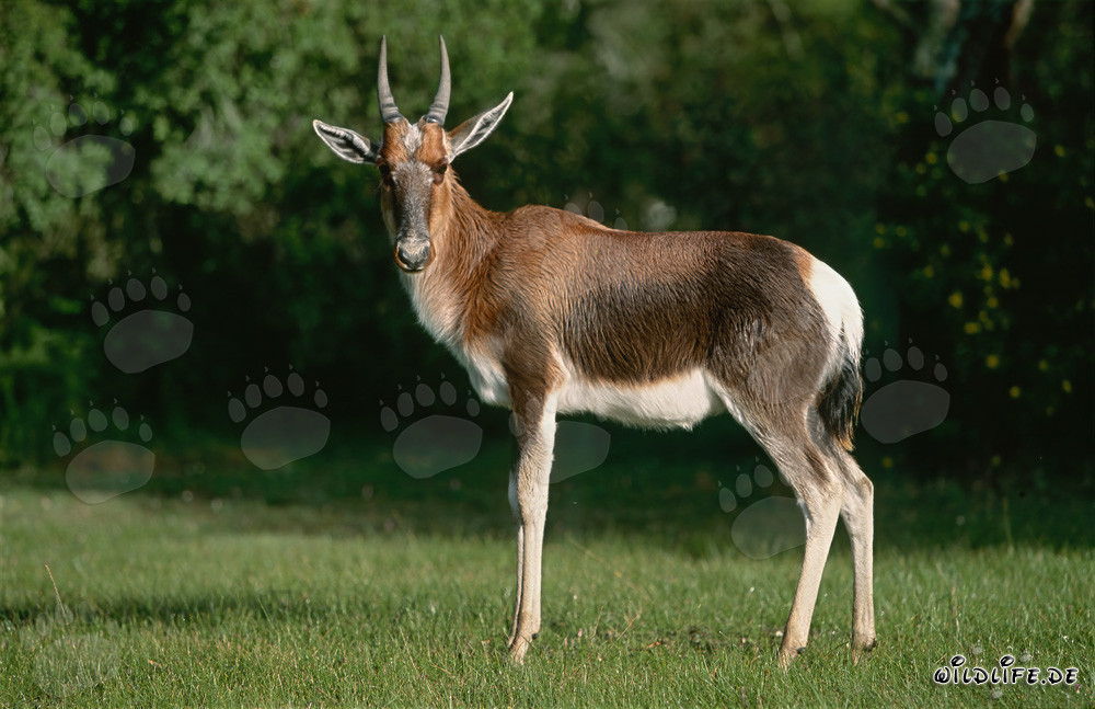 Profil latéral du bontebok dans le parc national de Bontebok, Afrique du Sud