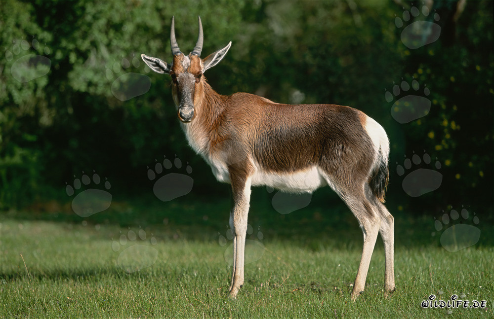 Profilo laterale di bontebok nel Parco Nazionale di Bontebok, Sudafrica