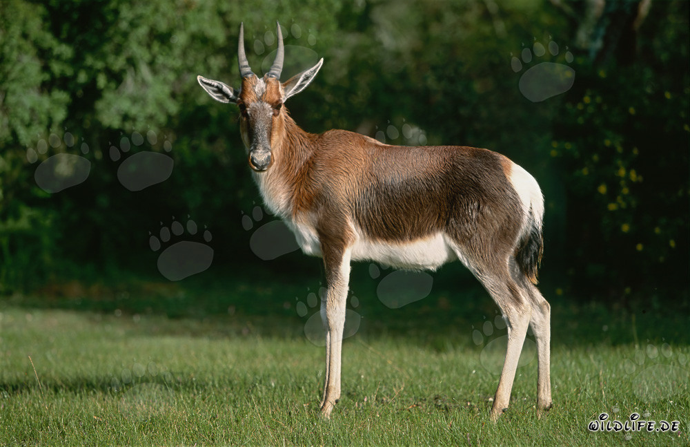 Buntbock Seitenprofil in Bontebok Nationalpark, Südafrika