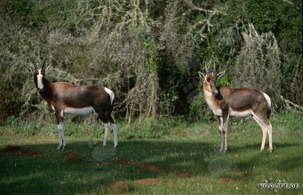 Antilopes bontebok dans le parc national de Bontebok