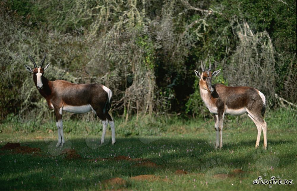 Antílopes bontebok en el Parque Nacional Bontebok