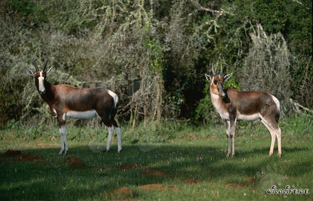 Antilopi bontebok nel Parco Nazionale di Bontebok