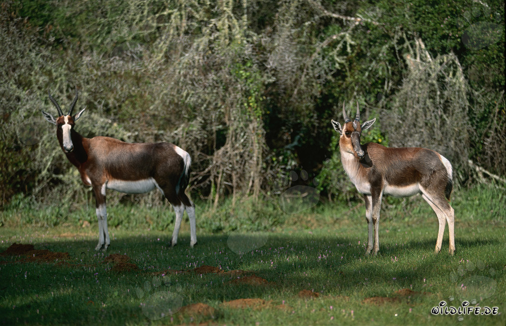Bonteboks in the Bontebok National Park