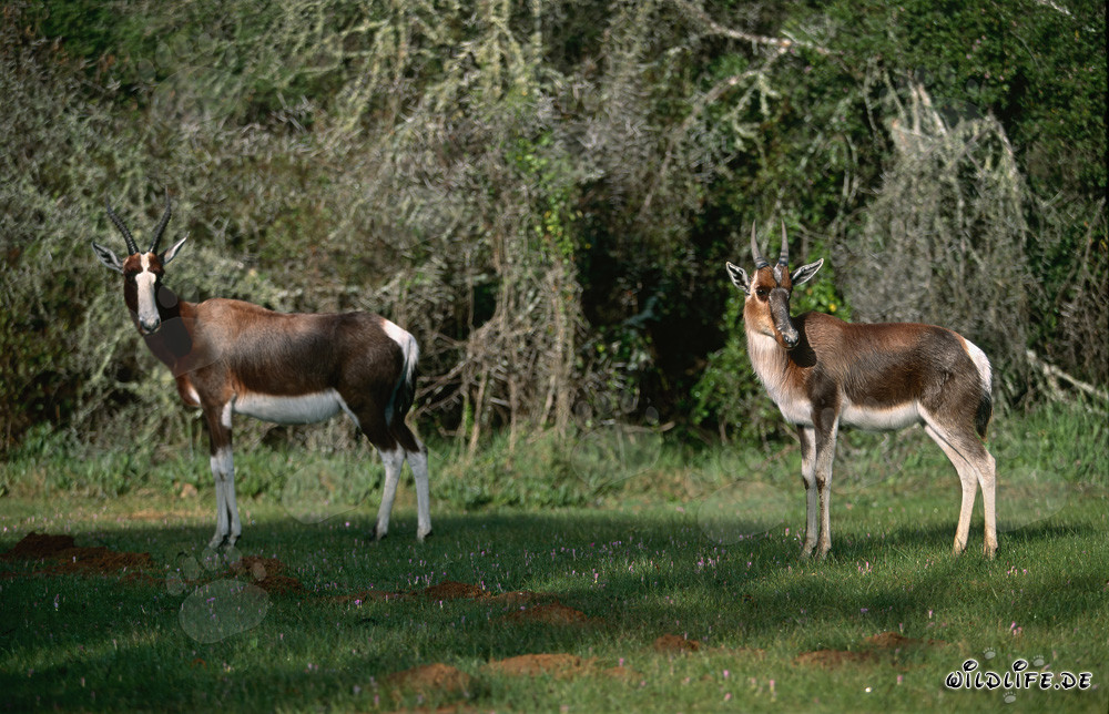 Buntbock-Antilopen im Bontebok Nationalpark