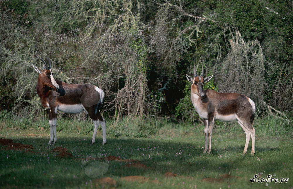 Fascinating Bontebok Antelopes in the Wild