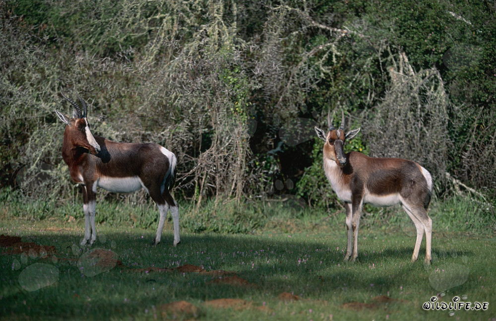 Faszinierende Buntbock-Antilopen in der Natur