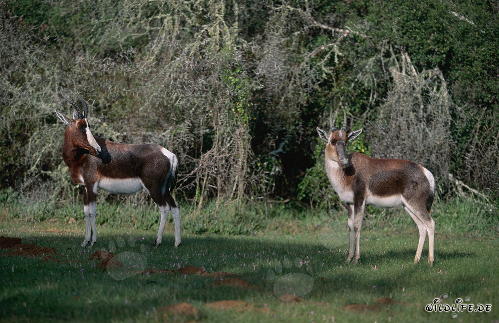 Fascinantes antílopes Buntbock en la naturaleza