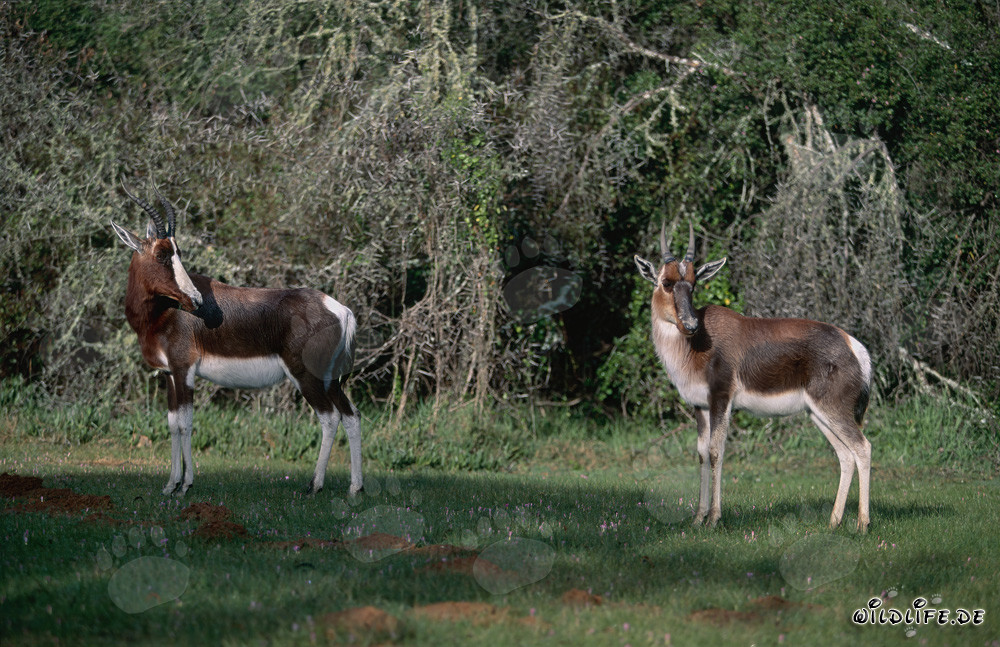 Fascinants antilopes Buntbock dans la nature
