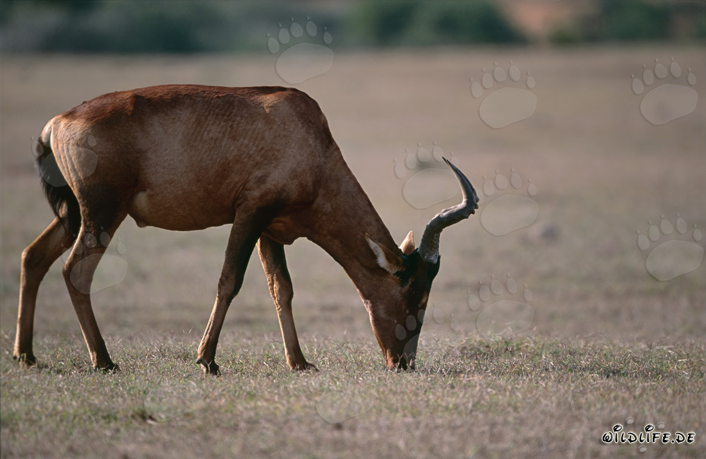 Antilope rouge (Alcelaphus buselaphus) dans la savane d'Afrique du Sud