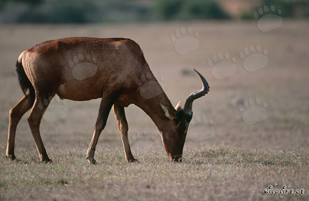 Red Hartebest (Alcelaphus buselaphus) in the South African Savanna