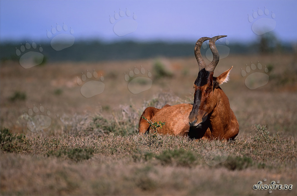 Antilope rossa riposa