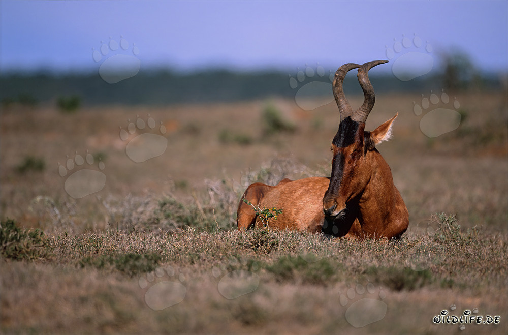 Antilope rouge se repose