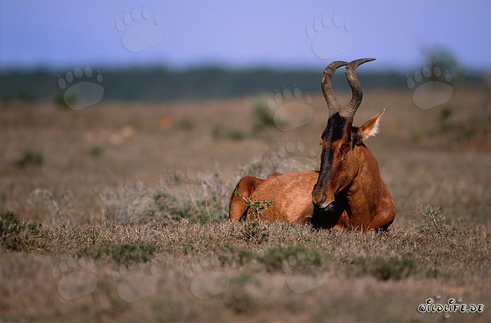 Red Hartbeest Resting