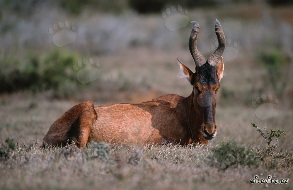 Antilope rossa in riposo