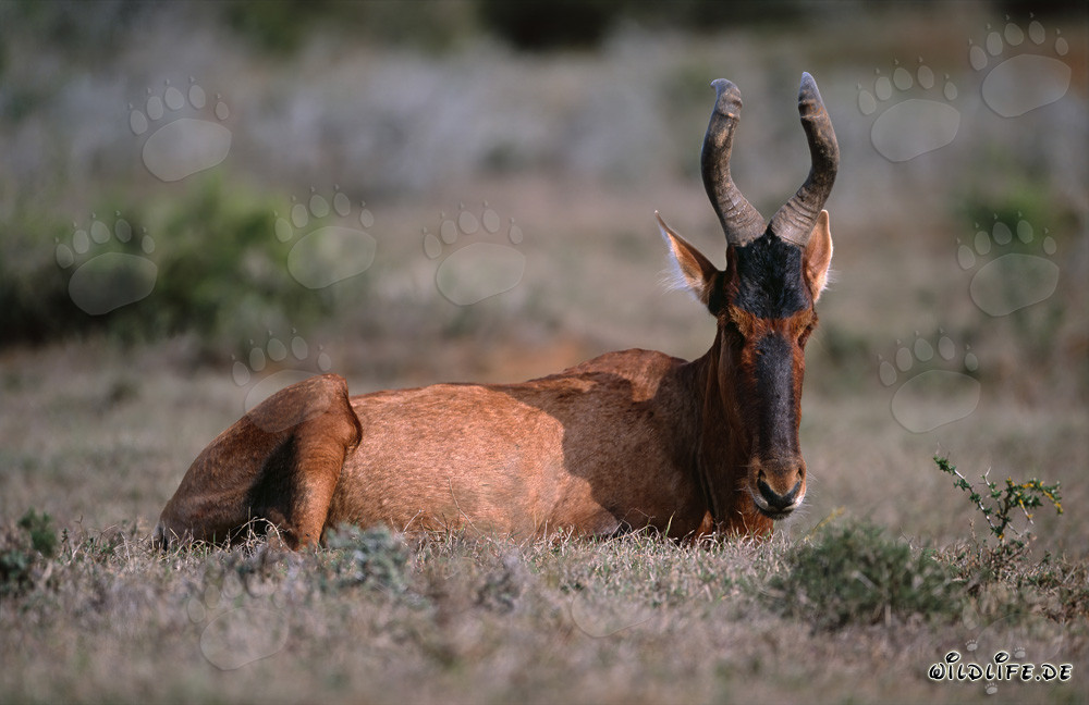 Antilope rouge en repos
