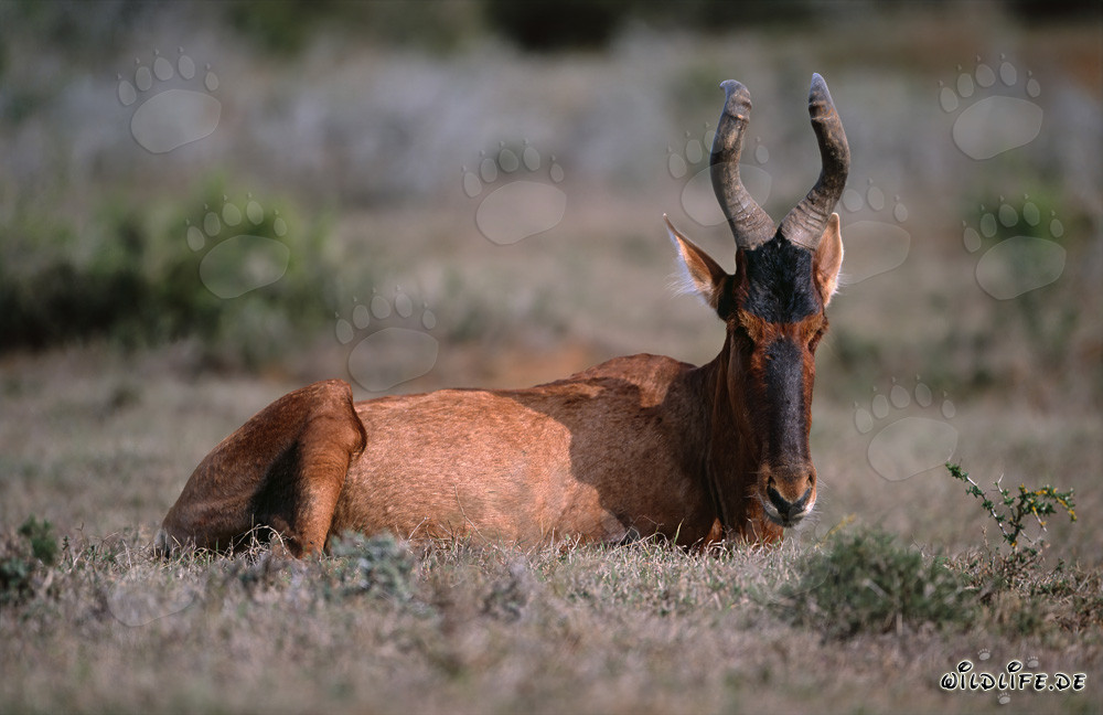 Red Hartebest resting