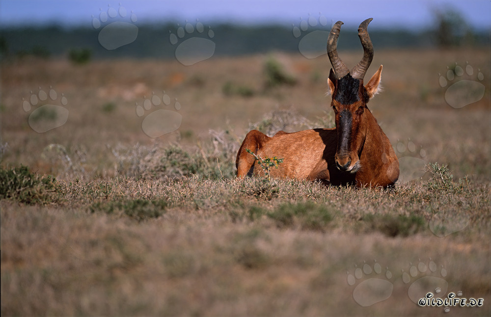 Imponente Antilope Rossa nella savana del Parco Nazionale degli Elefanti di Addo in Sudafrica