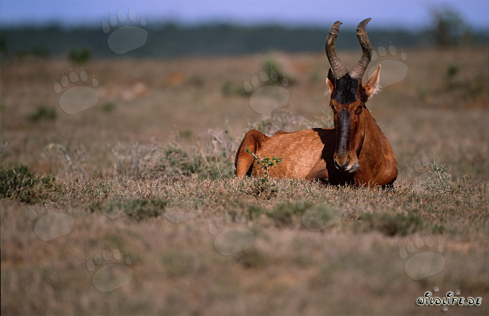 Impressionnant Antilope rouge dans la savane du parc national des éléphants d'Addo en Afrique du Sud