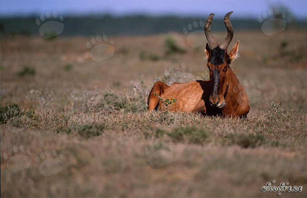 Impressive Red Hartebest in the Savanna of Addo Elephant National Park in South Africa