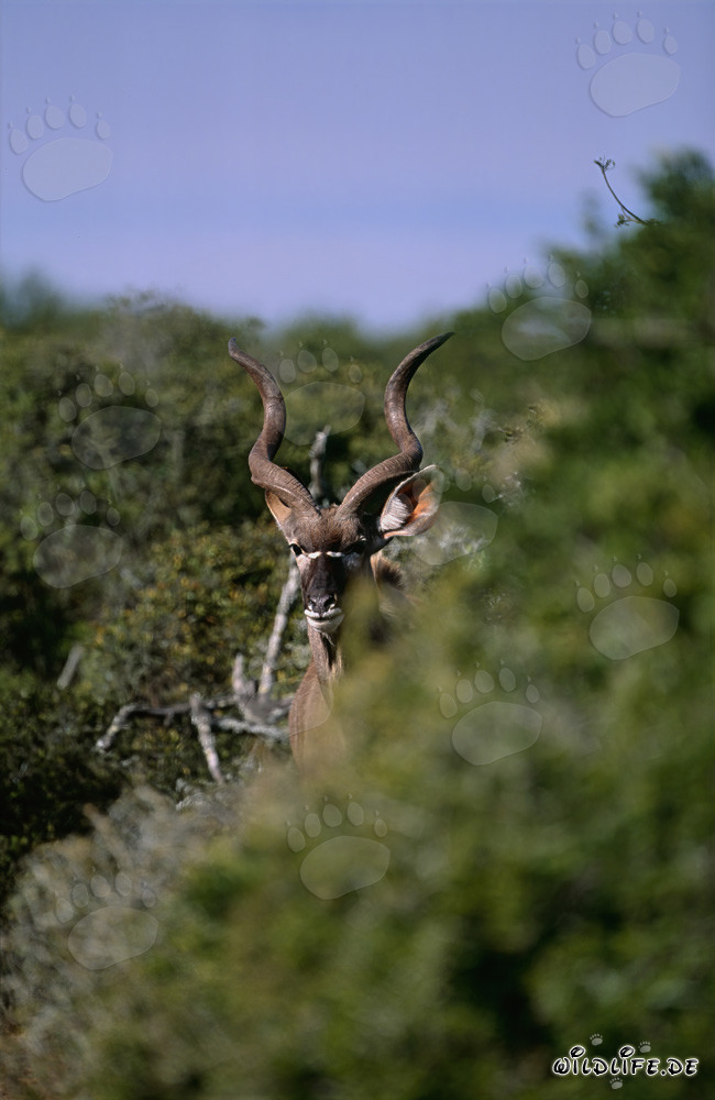 Majestuoso Gran Kudú en el Parque Nacional de los Elefantes de Addo