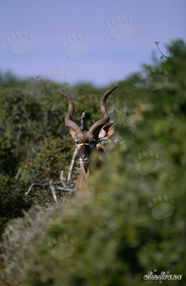 Maestoso Grande Kudu nel Parco Nazionale degli Elefanti di Addo
