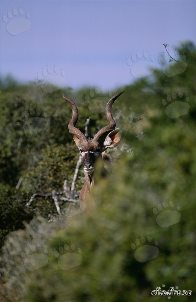 Majestic Greater Kudu in Addo Elephant National Park