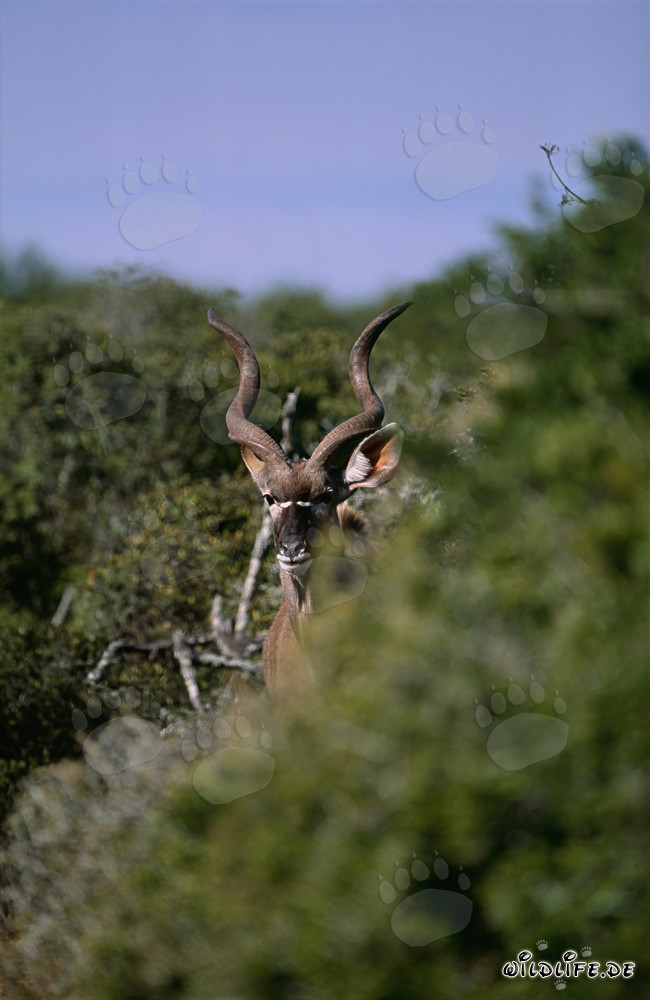 Kudu