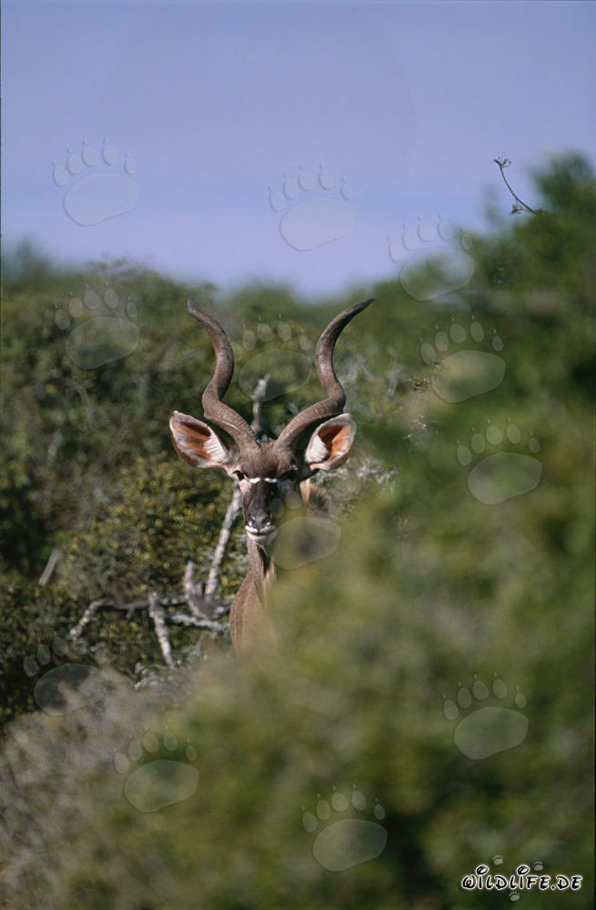 Majestic Greater Kudu exploring its surroundings