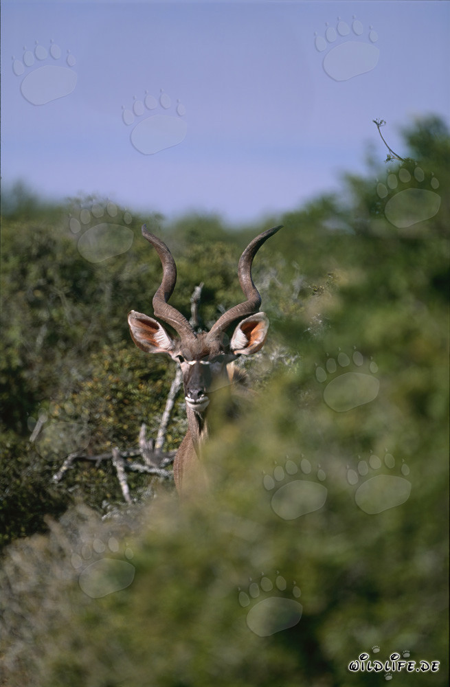 Kudu