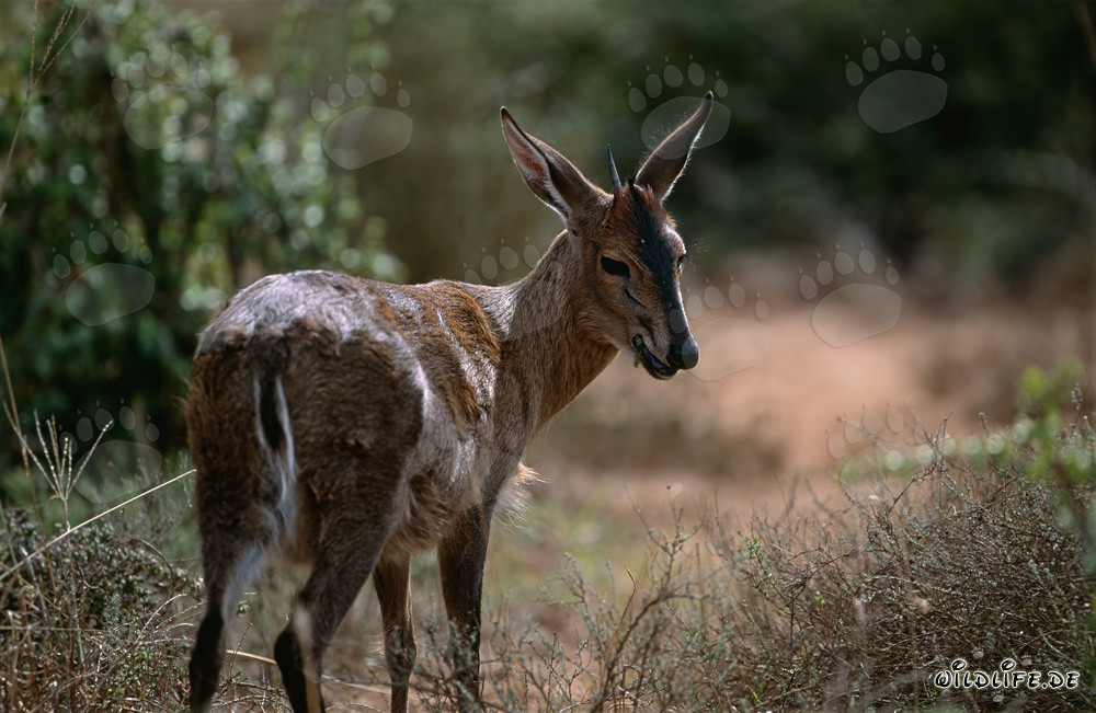 Springbok del Cabo - Un majestuoso antílope de Sudáfrica