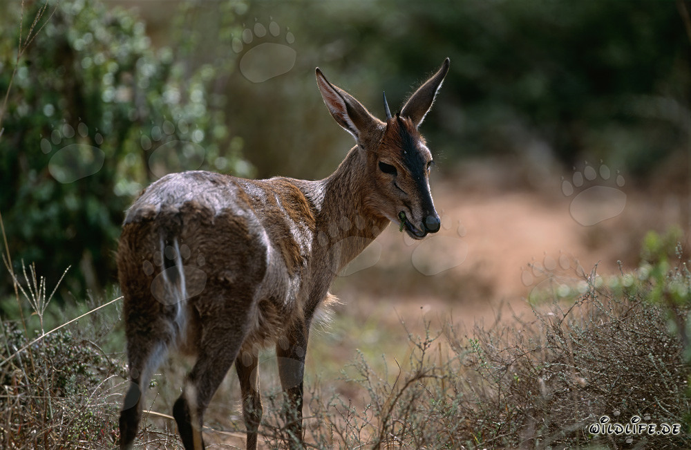 Springbok del Capo - Un'antilope maestosa del Sudafrica