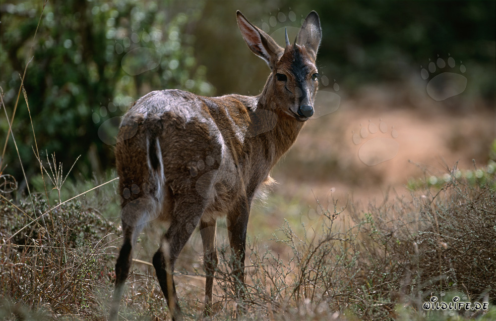 Cape grysbok in the morning light of Addo Elephant National Park